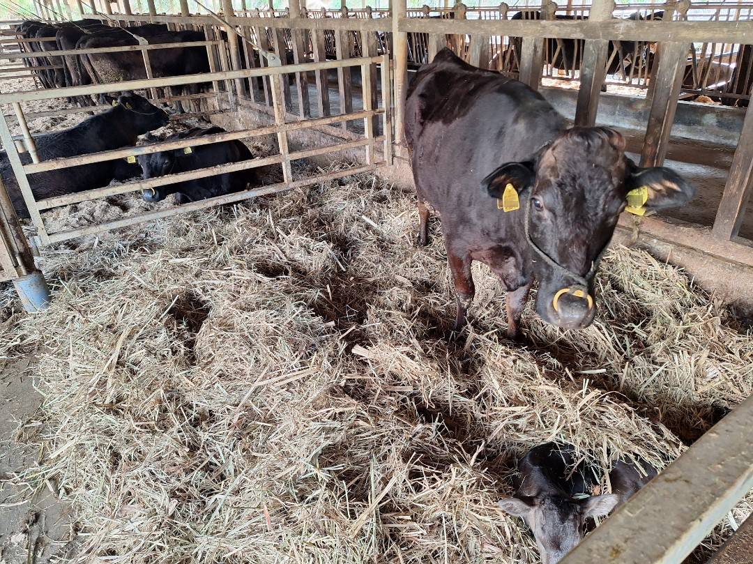 バガスベッドⅡ